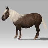 Shetland Pony 'Amber'