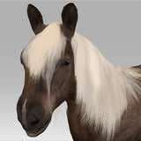 Shetland Pony 'Amber'