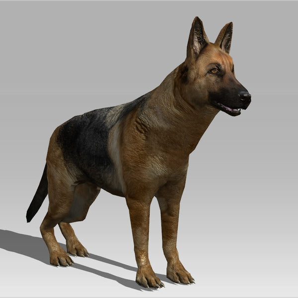 Alsation/German Shepherd