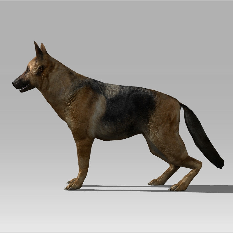 Alsation/German Shepherd