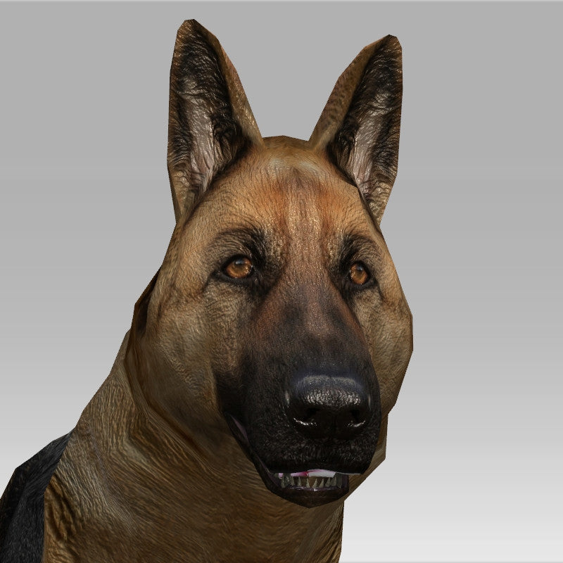 Alsation/German Shepherd