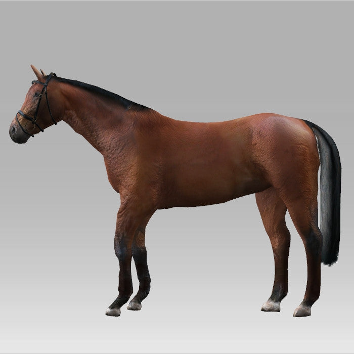Horse Base - Customisable Horse Pack