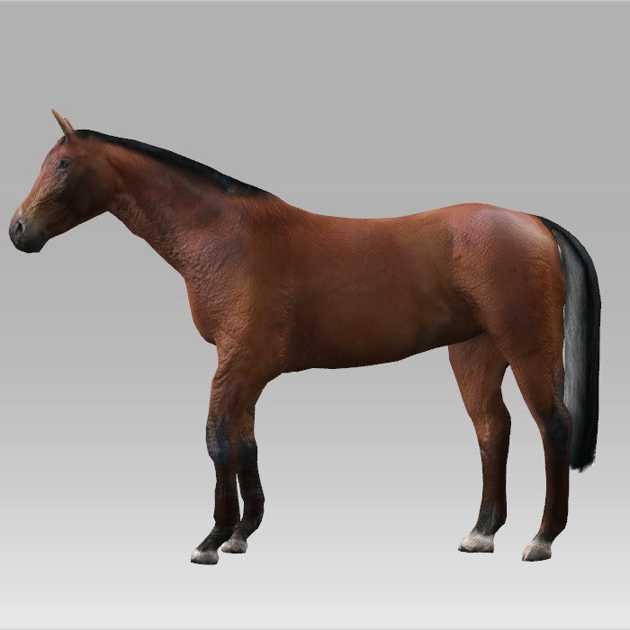 Horse Base - Customisable Horse Pack