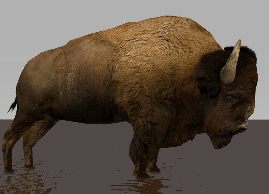 European Bison