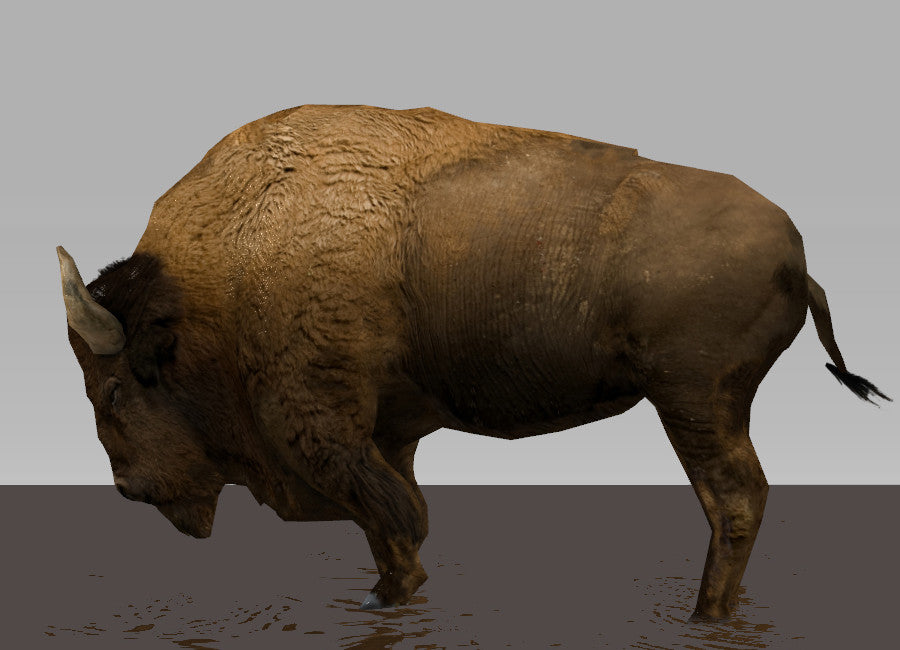 European Bison