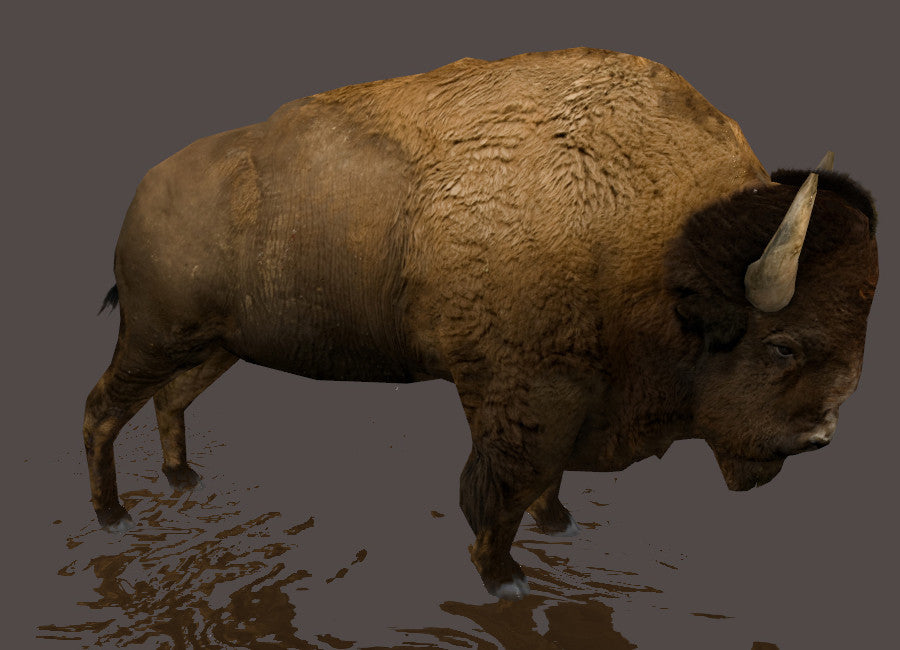 European Bison