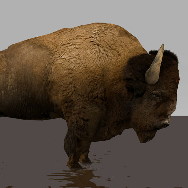 European Bison