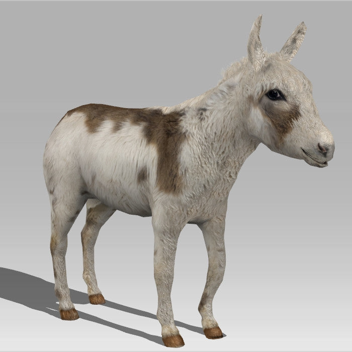Donkey Colt