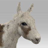 Donkey Colt