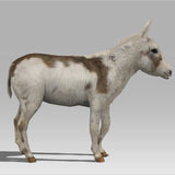 Donkey Colt