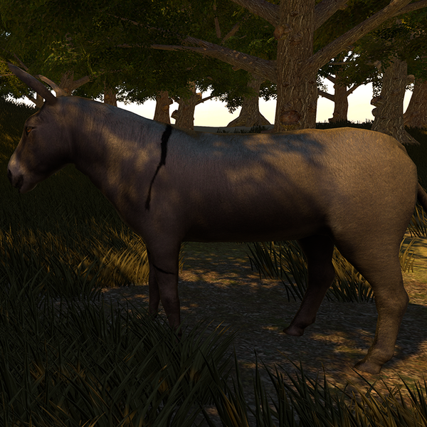 Donkey