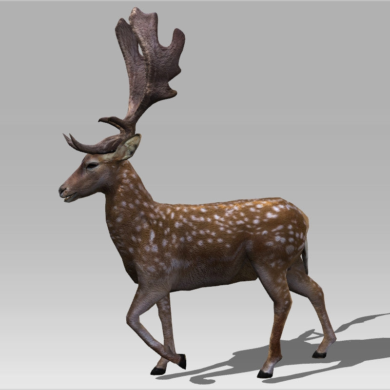 Fallow Deer