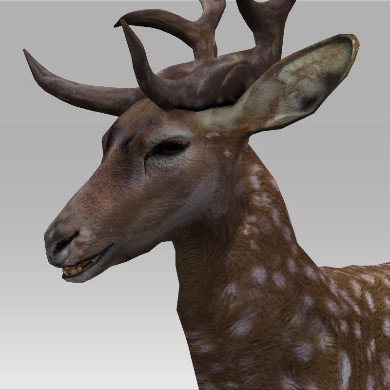 Fallow Deer