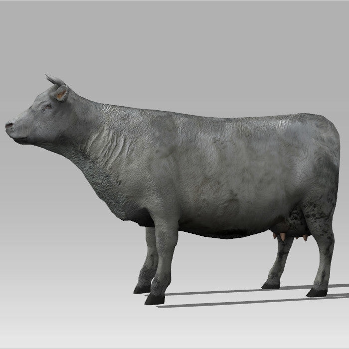 Farm Cow