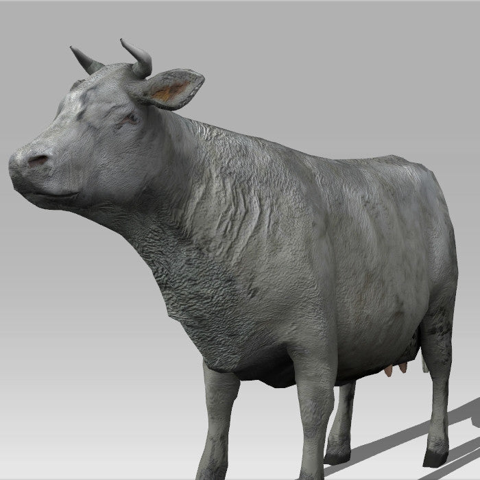Farm Cow