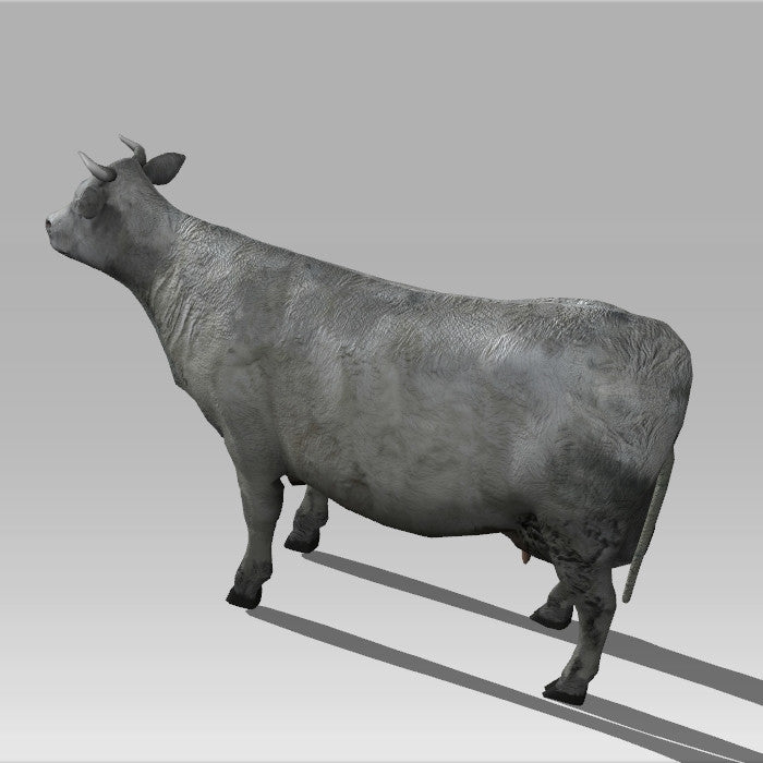 Farm Cow