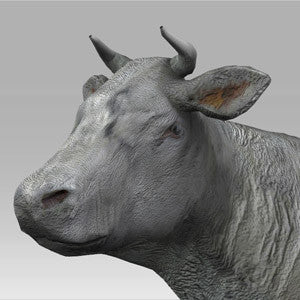 Farm Cow