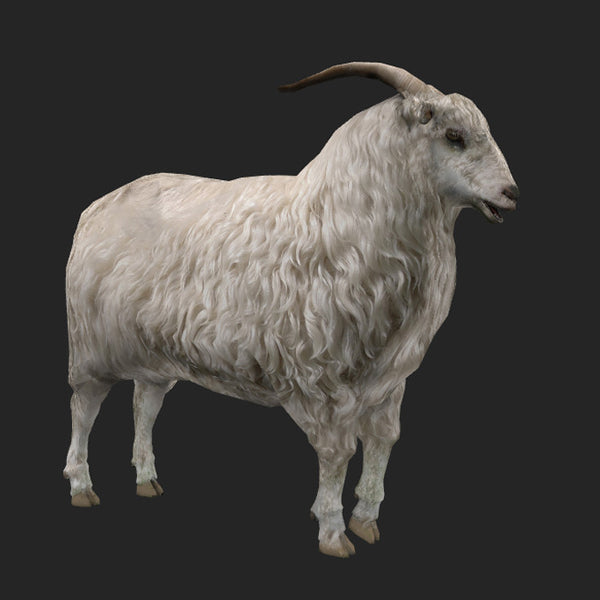 Fluffy Sheep