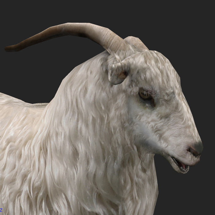 Fluffy Sheep