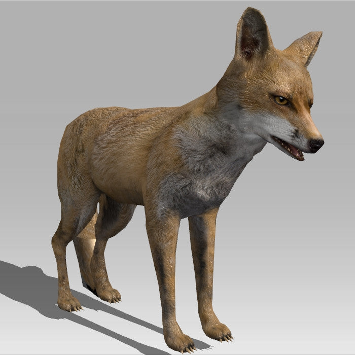 Red Fox