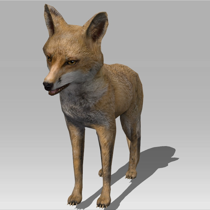 Red Fox