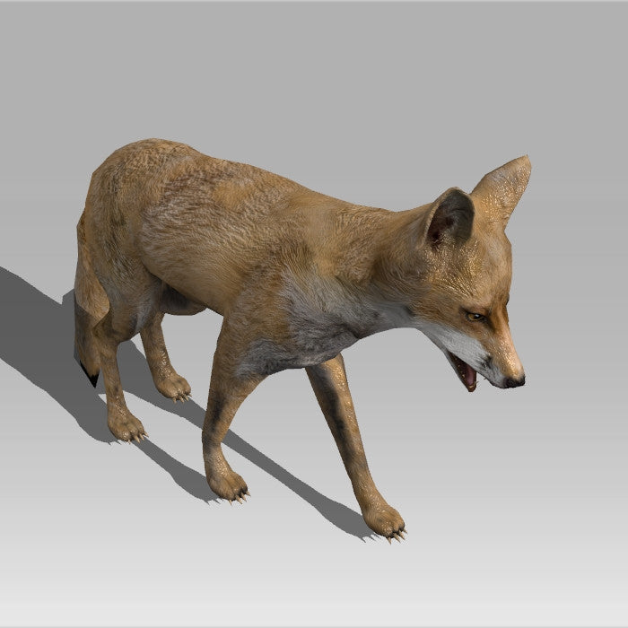 Red Fox