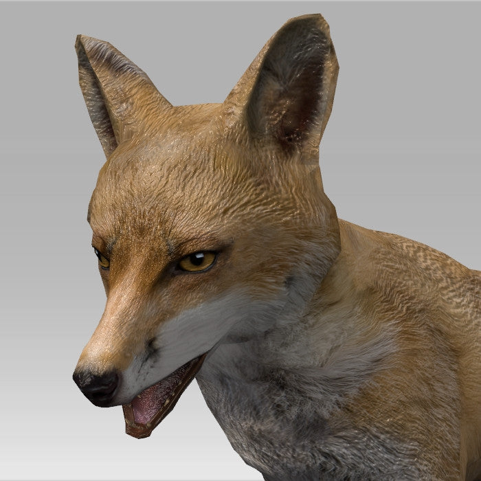 Red Fox