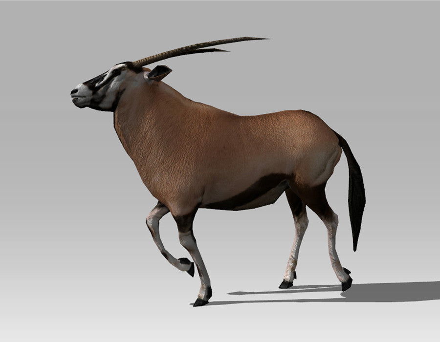 Gemsbock Antelope