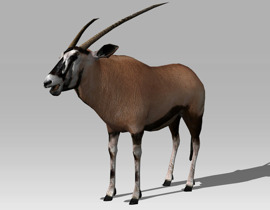 Gemsbock Antelope