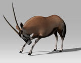 Gemsbock Antelope