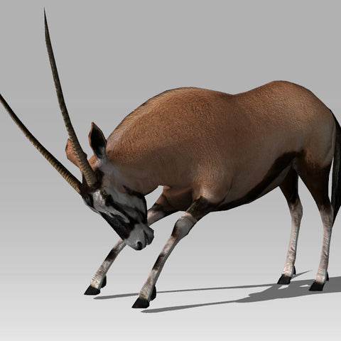 <transcy>Gemsbock Antelope</transcy>