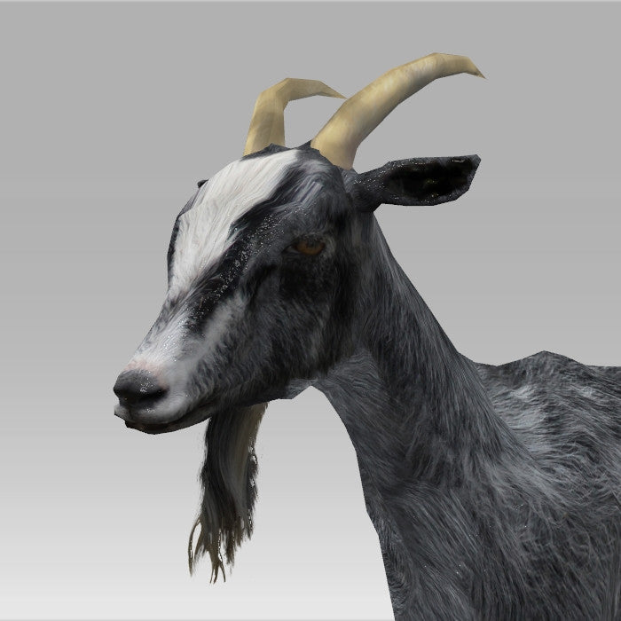 Goat