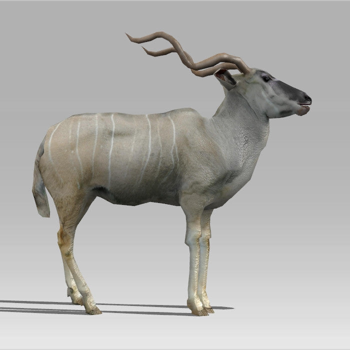 Kudu Antelope