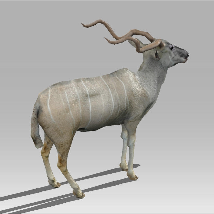 Kudu Antelope
