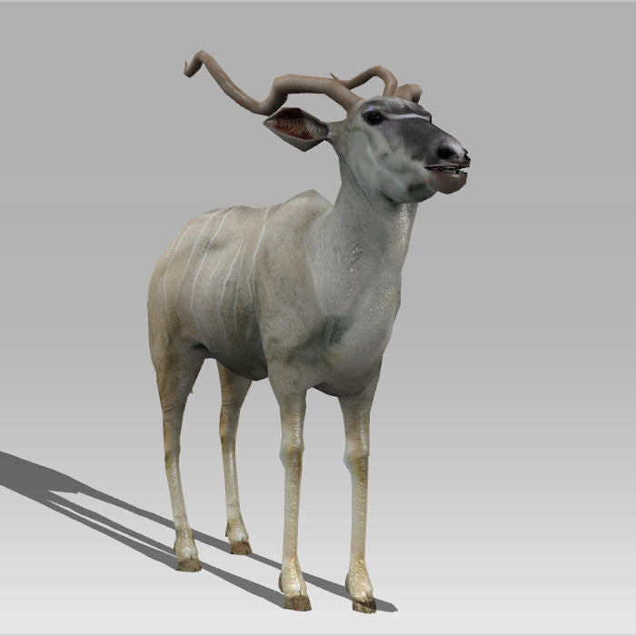 Kudu Antelope