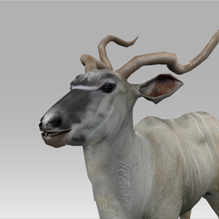 Kudu Antelope