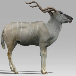 Kudu Antelope