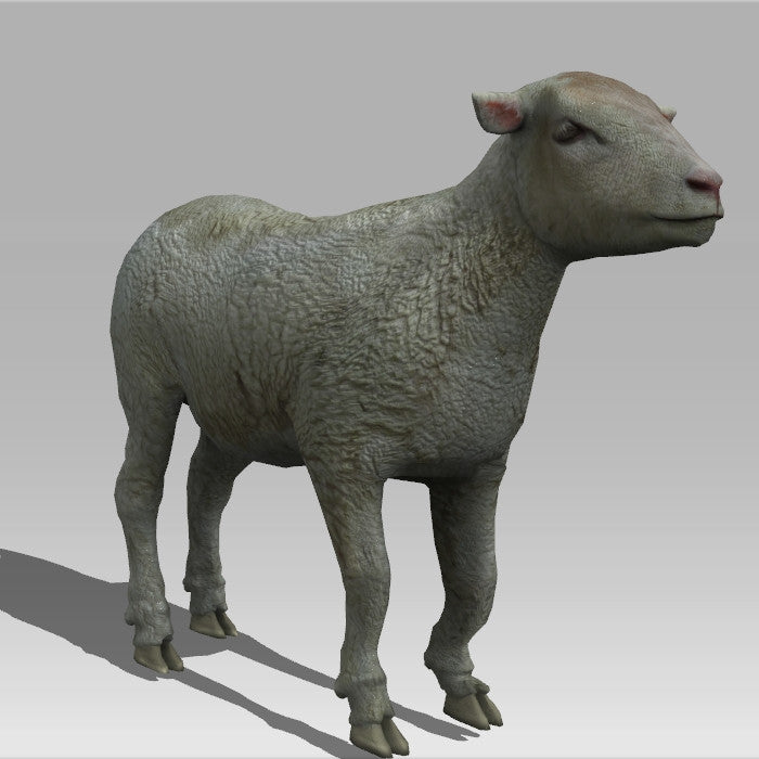 Lamb