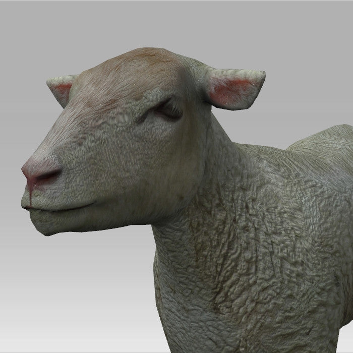Lamb