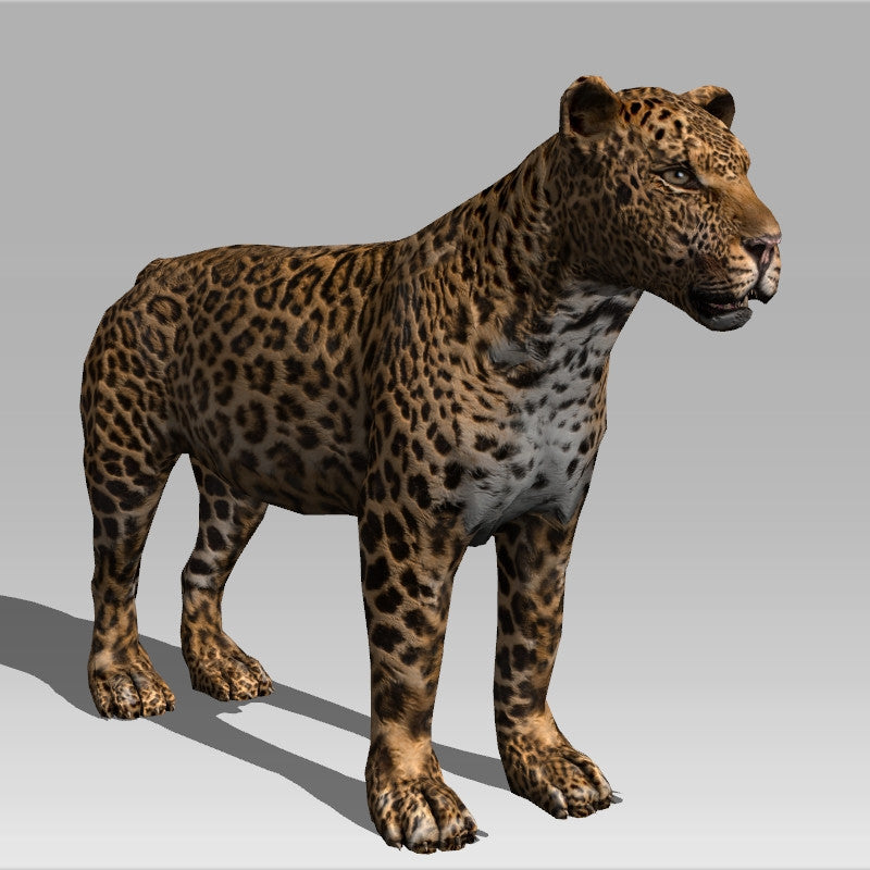Leopard