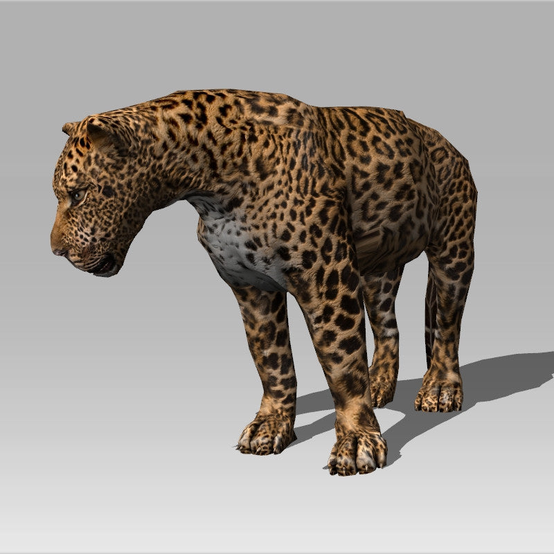 Leopard