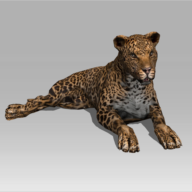 Leopard