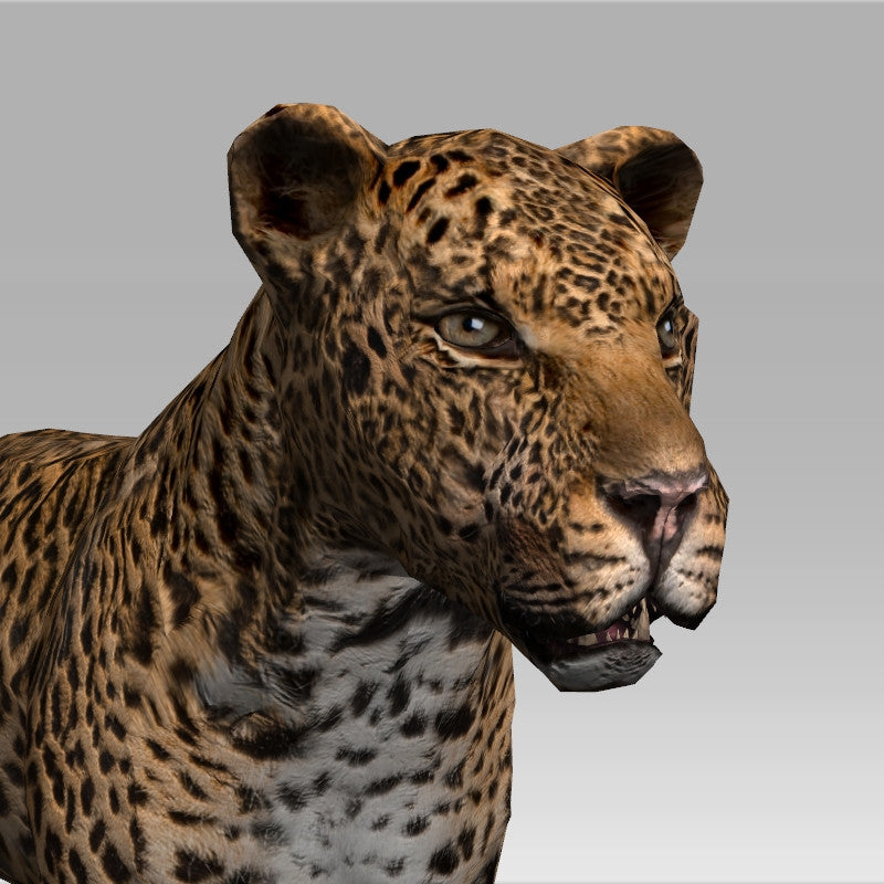 Leopard