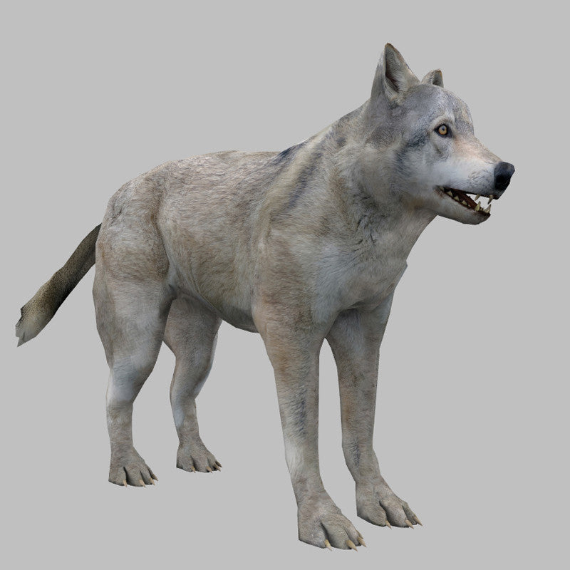 PLains Wolf