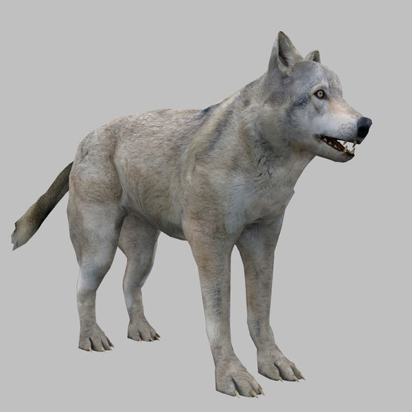 PLains Wolf