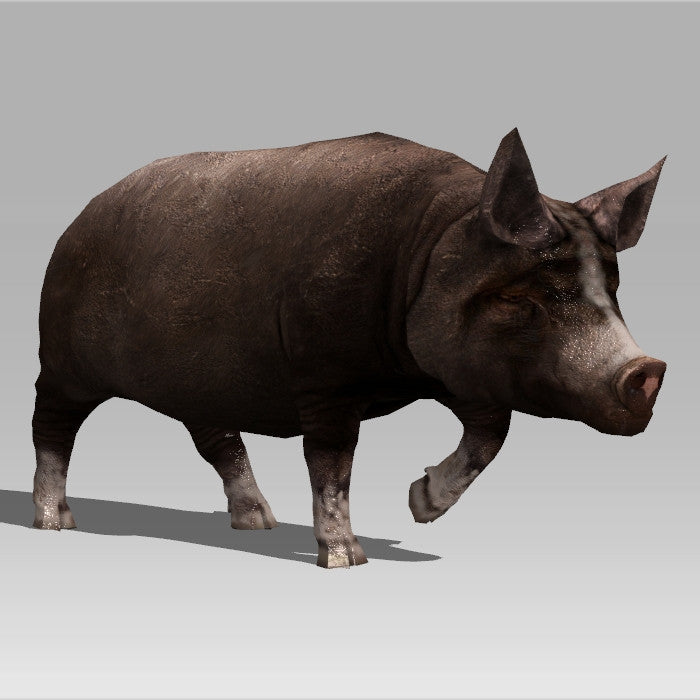 Farm Pig