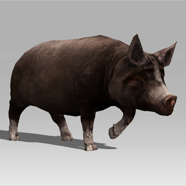 Farm Pig