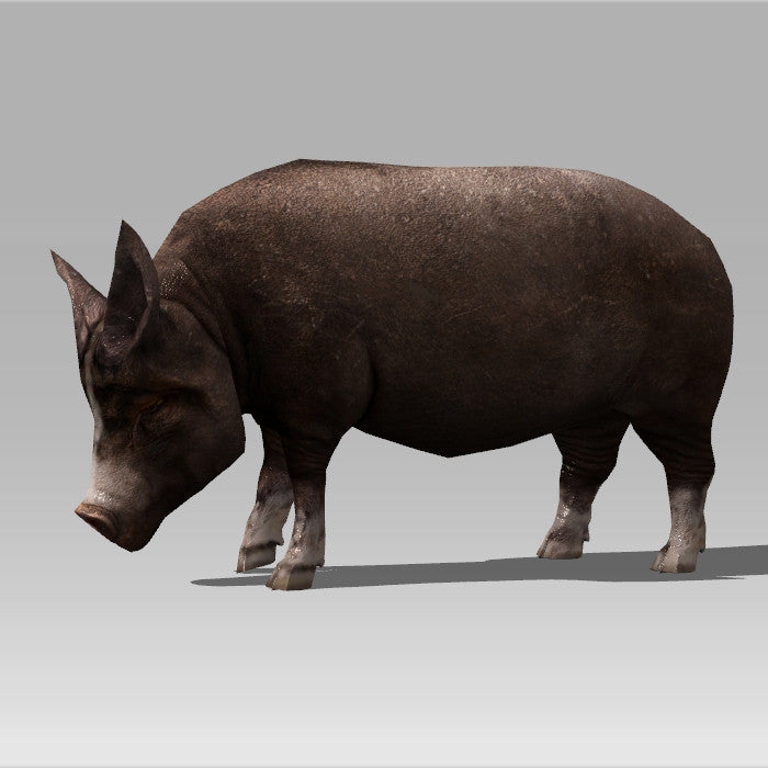 Farm Pig
