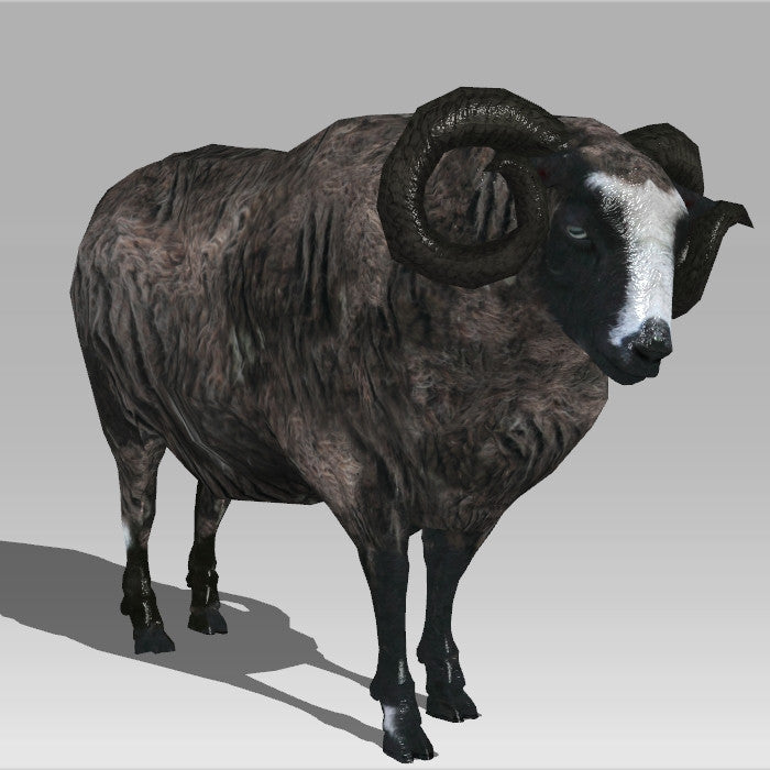 Ram