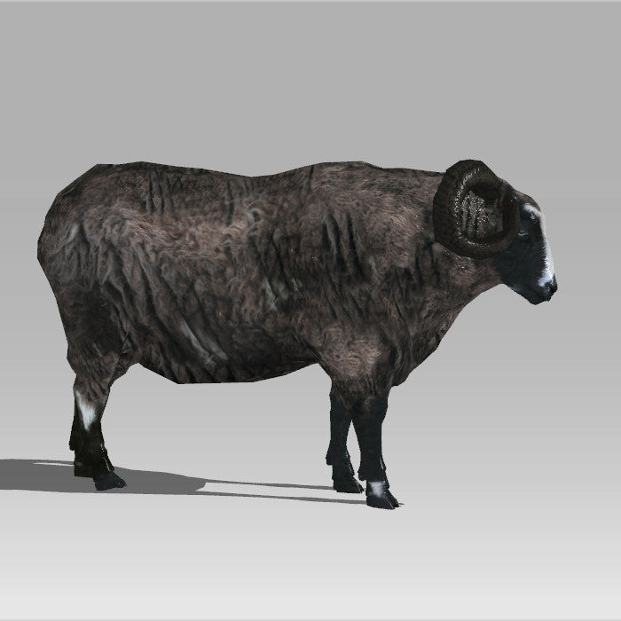 Ram
